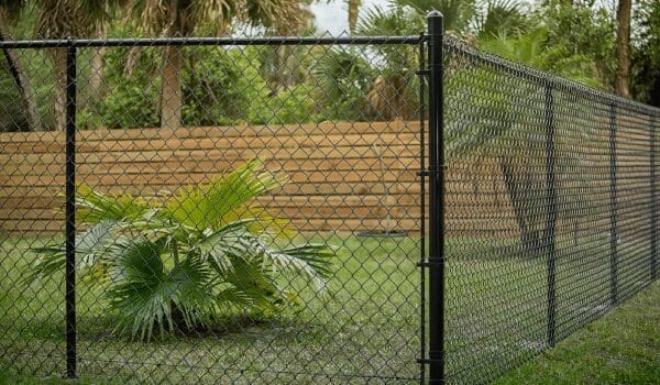 A fence with a palm tree in the background.